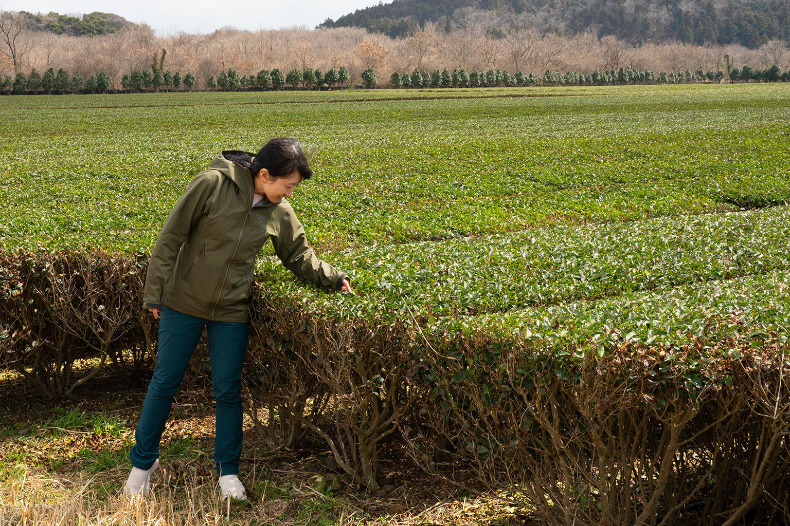 Everything we learnt about the Jeju matcha in Korea!